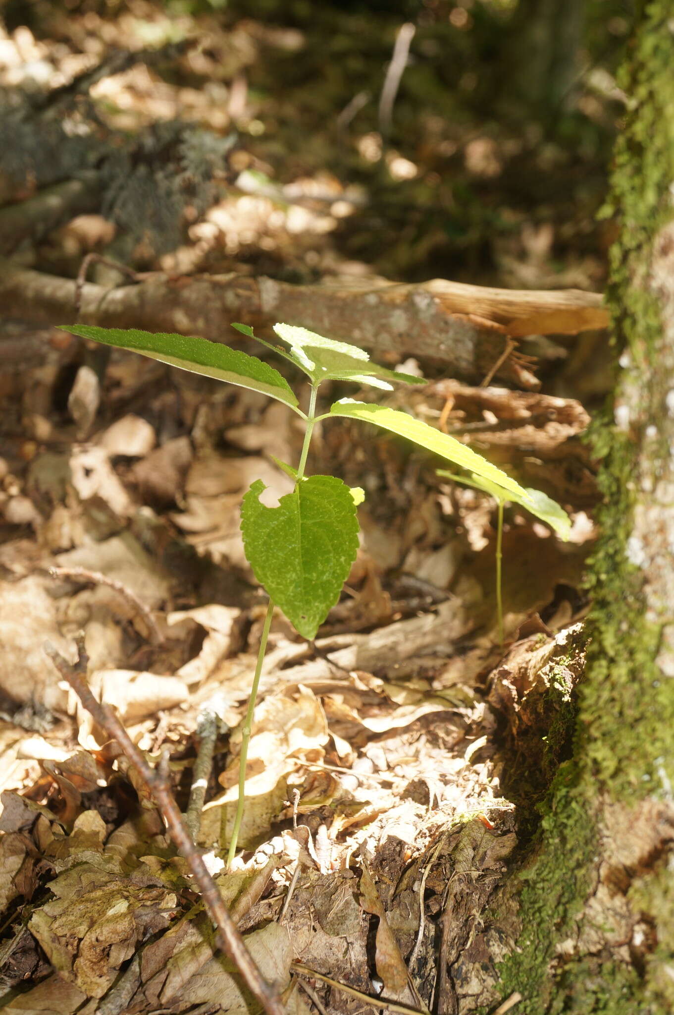 Image of Mercurialis paxii Graebn.