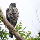 Image of Accipiter fasciatus vigilax (Wetmore 1926)