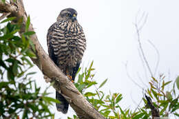 صورة Accipiter fasciatus vigilax (Wetmore 1926)