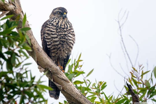 صورة Accipiter fasciatus vigilax (Wetmore 1926)