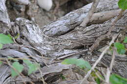 Image de Spirotecoma spiralis (C. Wright) Pichon