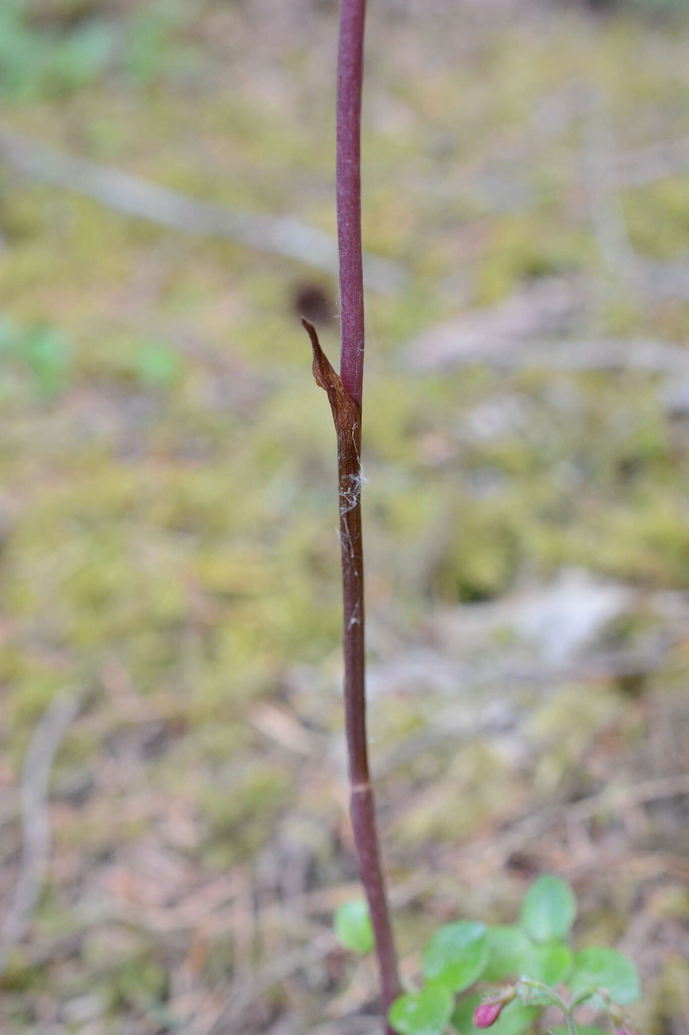 Image of Corallorhiza maculata var. maculata