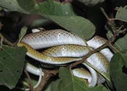 Image of Mastigodryas reticulatus (Peters 1863)