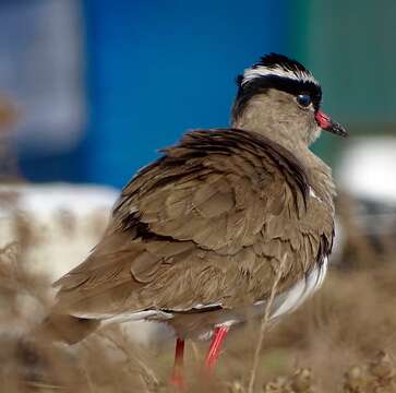 صورة Vanellus coronatus coronatus (Boddaert 1783)