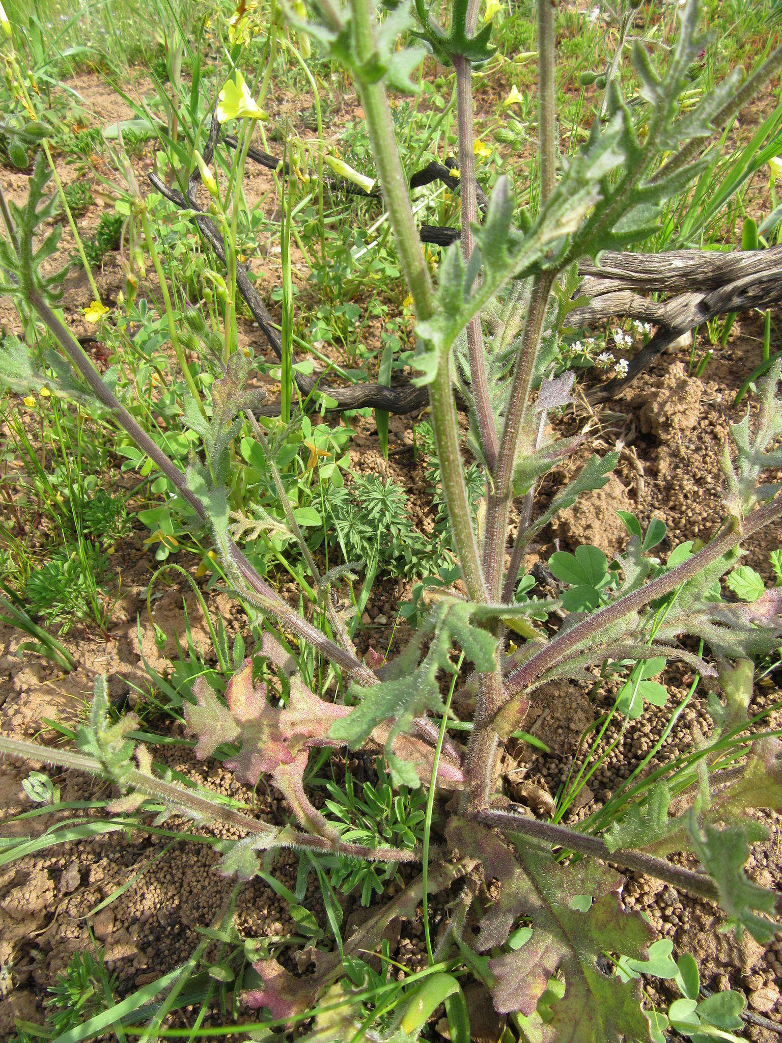 Plancia ëd Senecio arenarius Thunb.