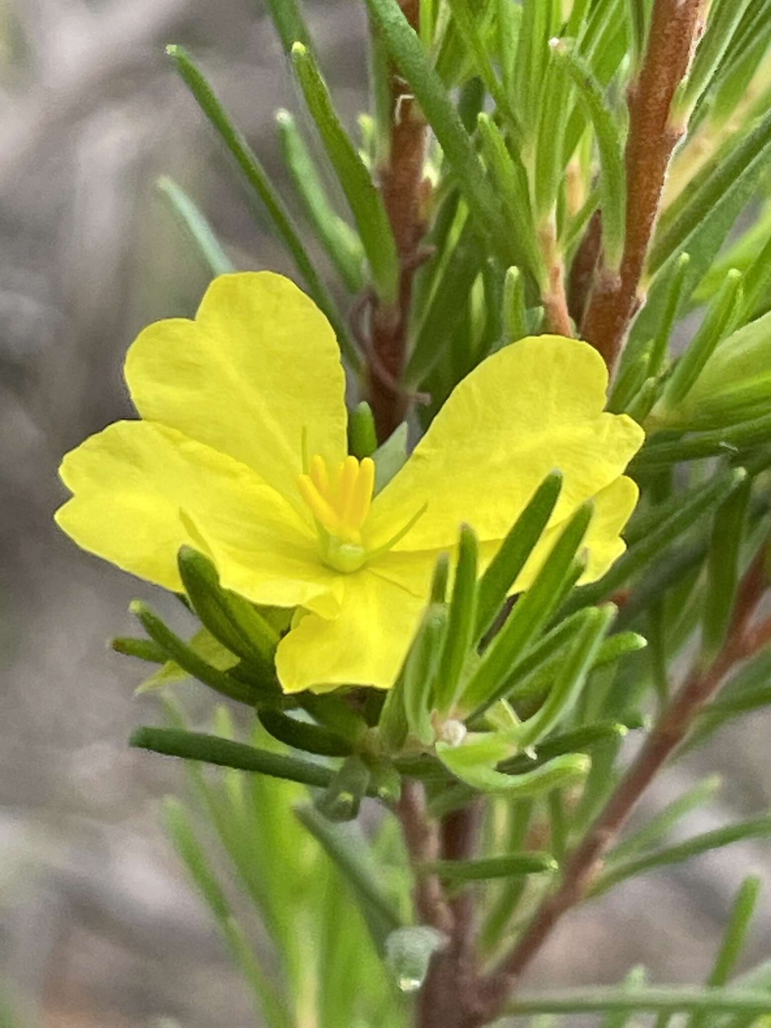 Hibbertia stricta subsp. stricta resmi