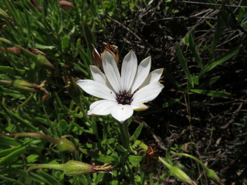 Image of Dimorphotheca nudicaulis (L.) DC.