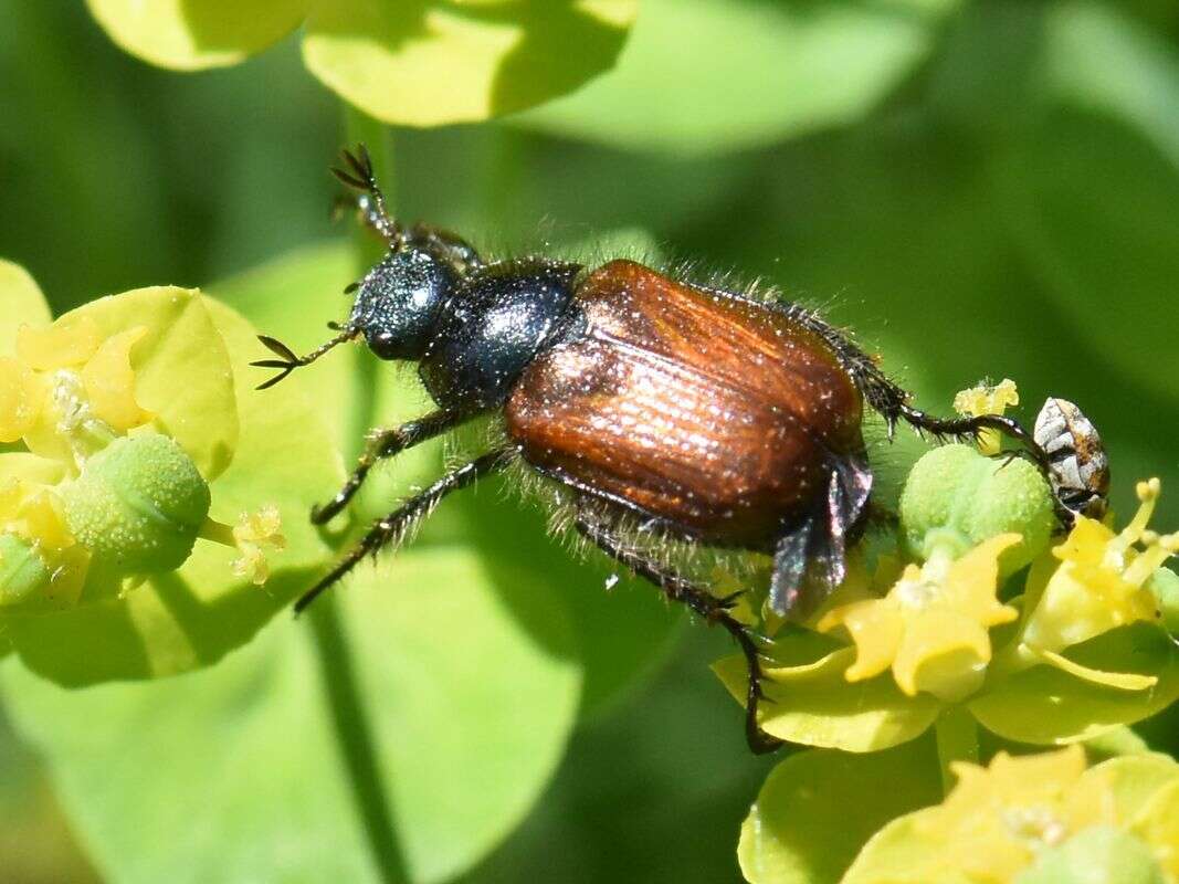 Image of Phyllopertha