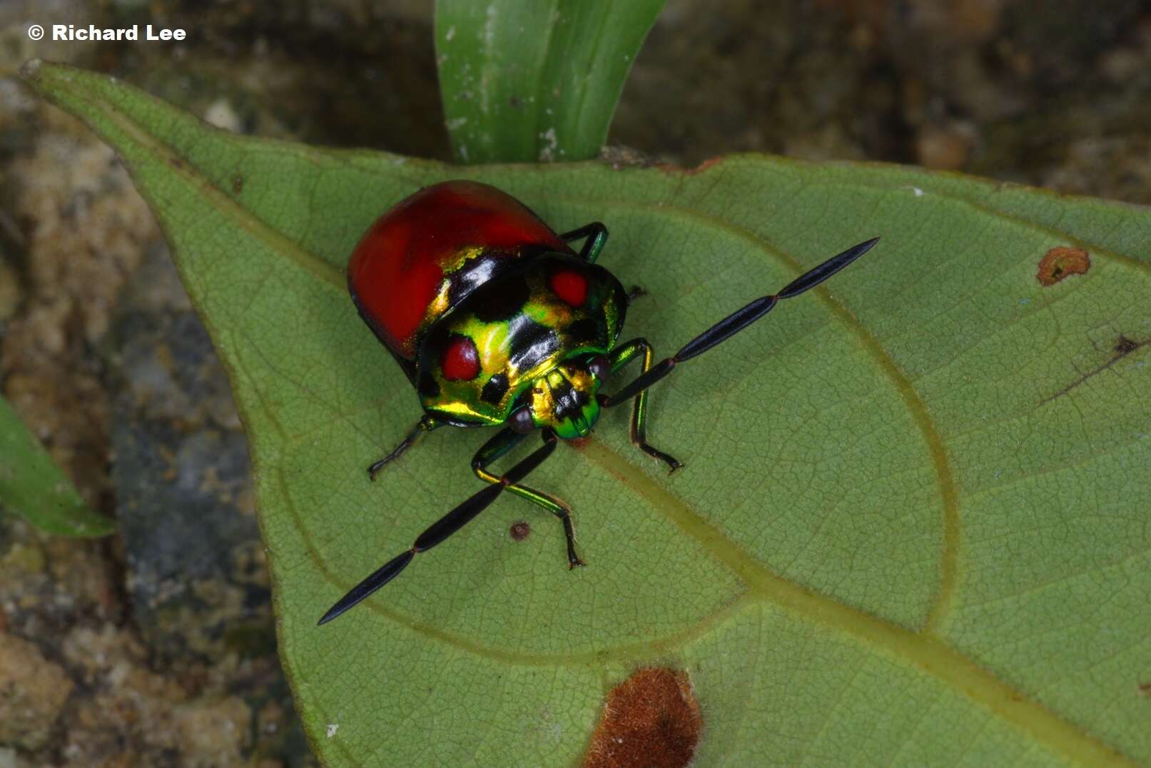 Image of Chrysocoris Hahn 1834