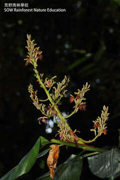 Image of Alpinia nieuwenhuizii Valeton