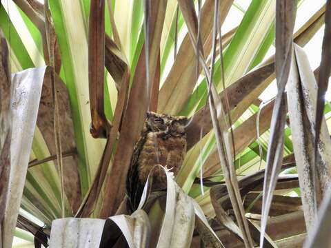 Image of Sunda Scops Owl