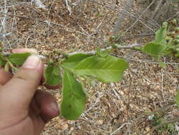 Image de Casearia nitida (L.) Jacq.