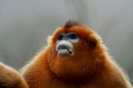 Image of Snub-nosed Monkeys