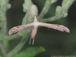 Lioptilodes albistriolatus (Zeller 1871) resmi