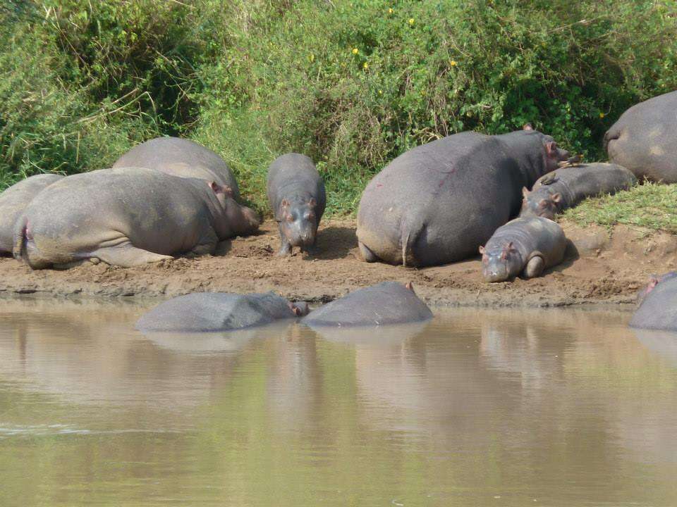 Image of Common Hippopotamus