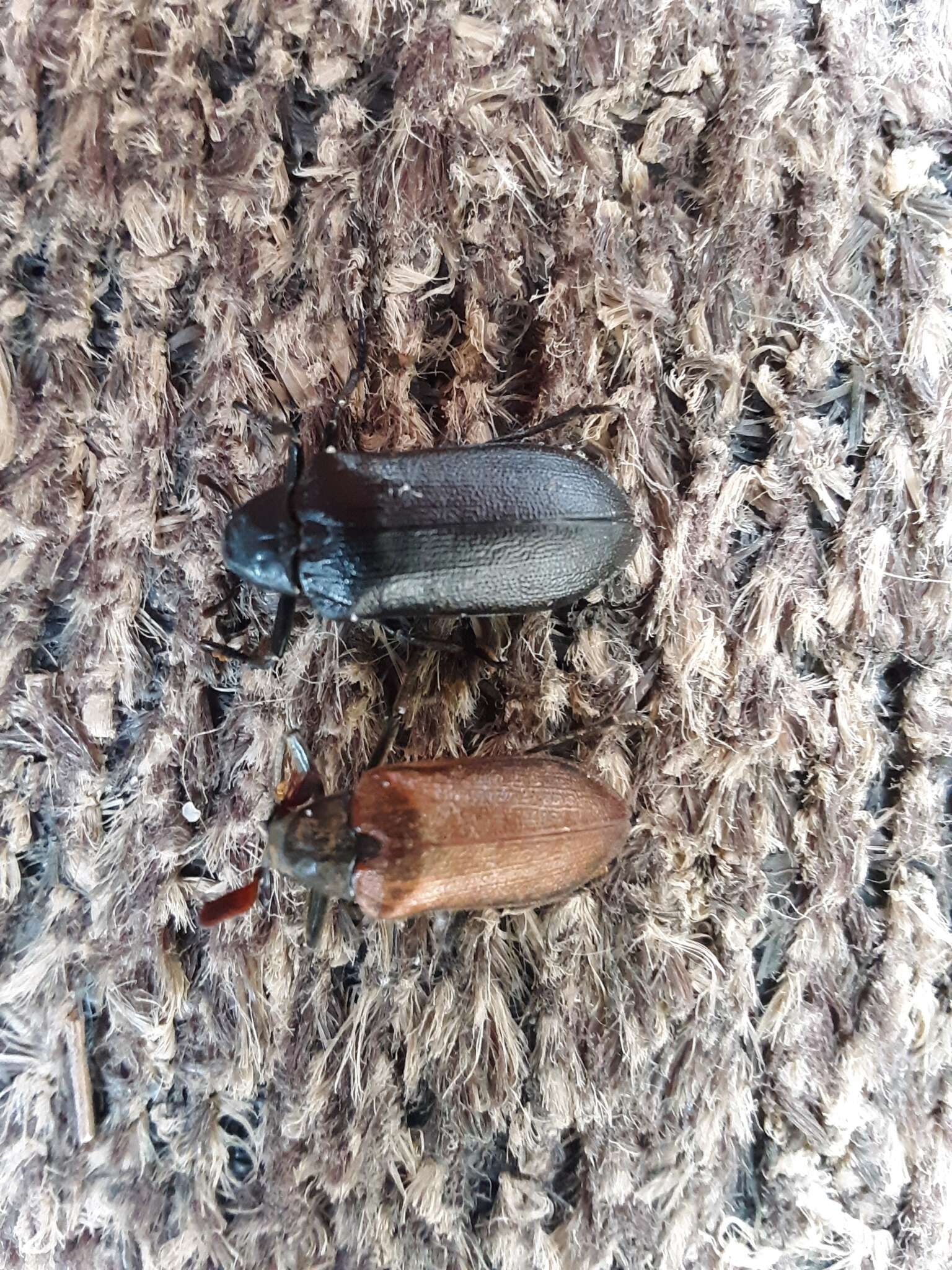 Image of Cedar Beetle