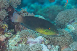 Image of Twister Wrasse