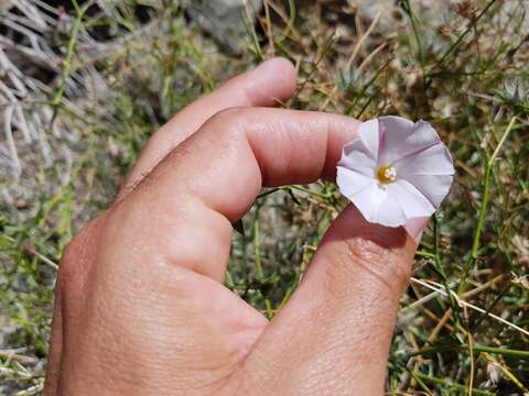 Image of Convolvulus virgatus Boiss.