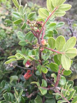 Image of Rhus pachyrrhachis Hemsl.