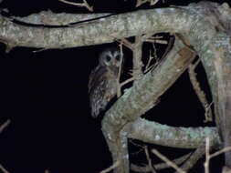 Image of African Wood Owl