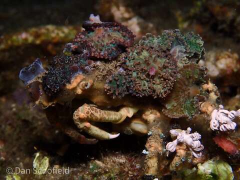 Image of Cyclocoeloma Miers 1880