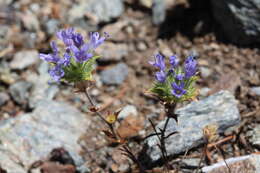 Image of Calistoga pincushionplant