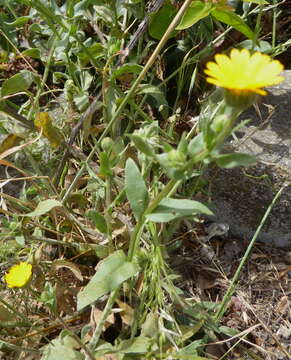 Image of pot marigold