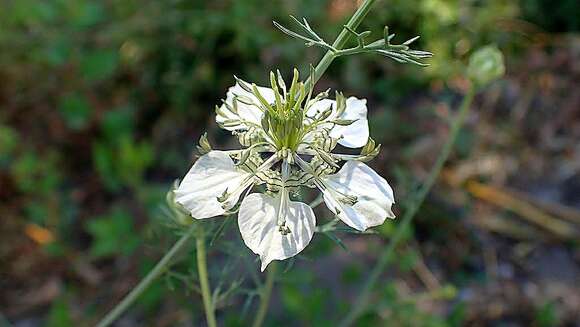 Image of Nigella arvensis subsp. arvensis