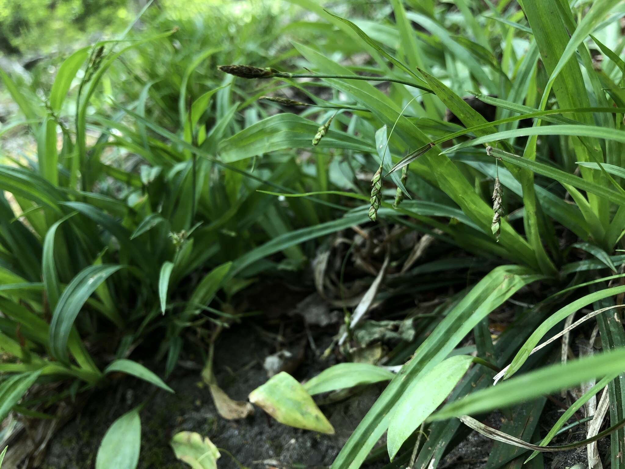 Sivun Carex laxiculmis var. laxiculmis kuva