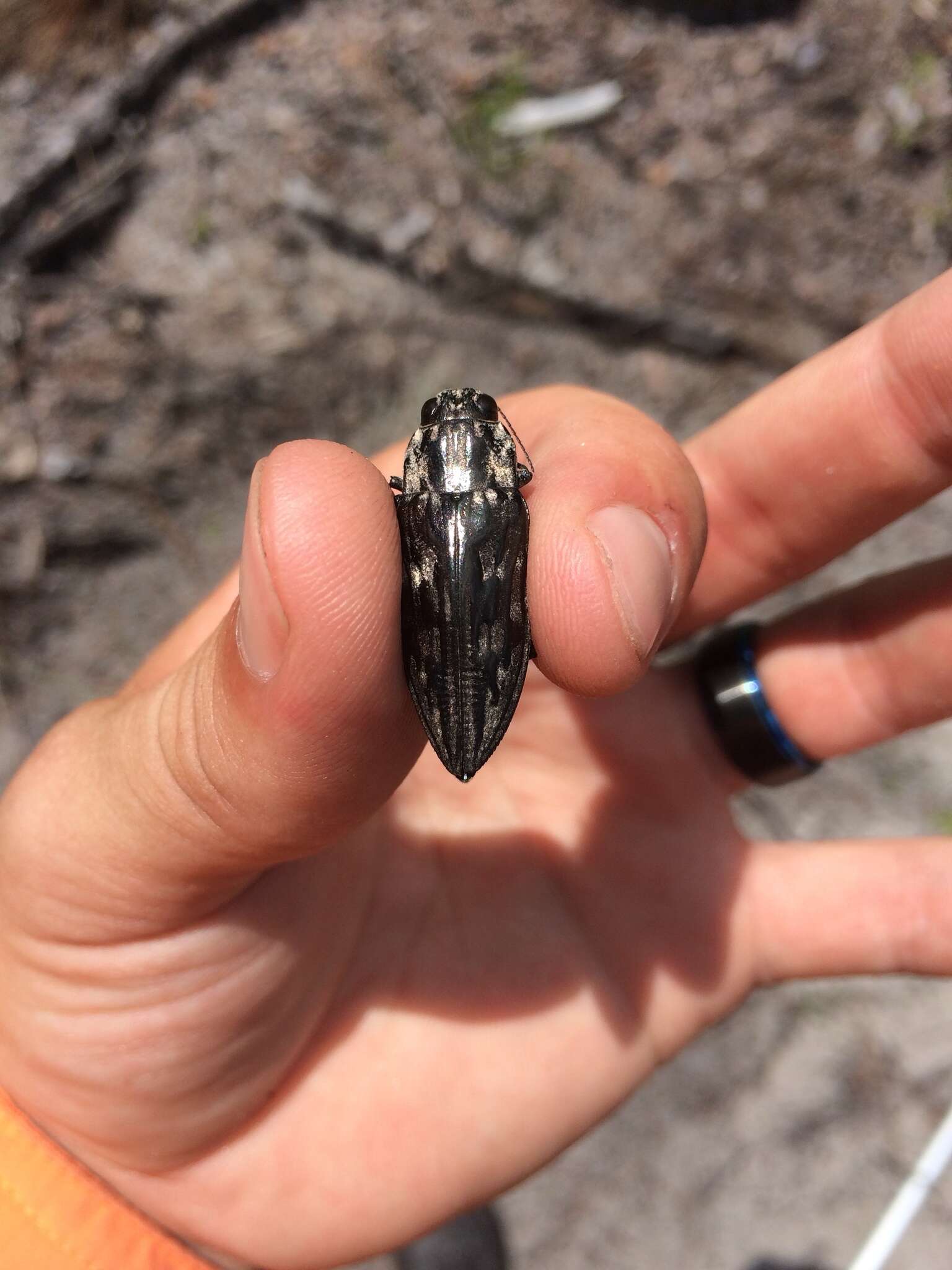 Image of Sculptured Pine Borer