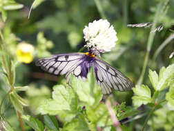 Plancia ëd Parnassius glacialis Butler 1866