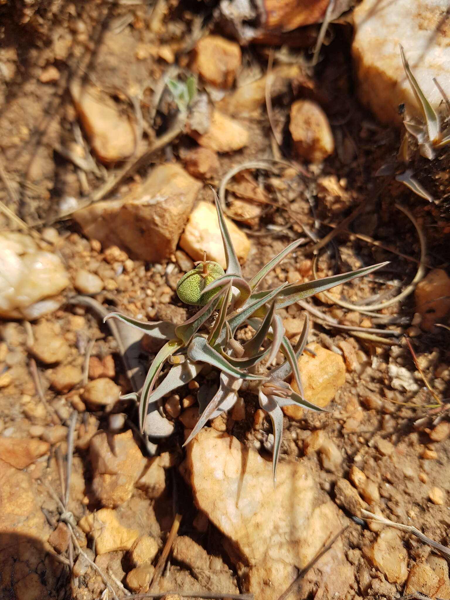 Image of Euphorbia pseudotuberosa Pax