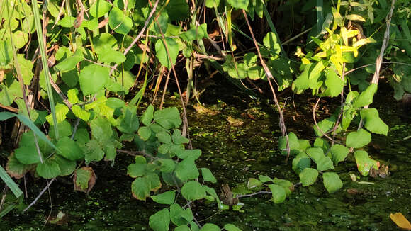 Image of Epirus Pool Frog