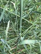 Image of Creeping Soft Grass