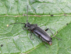 Image of Grammoptera abdominalis (Stephens 1831)