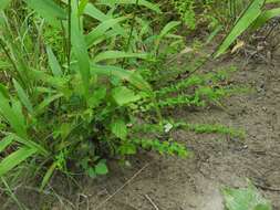 Hypericum mutilum subsp. mutilum resmi