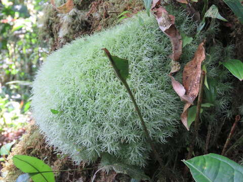 Image of Leucobryum giganteum C. Müller 1848