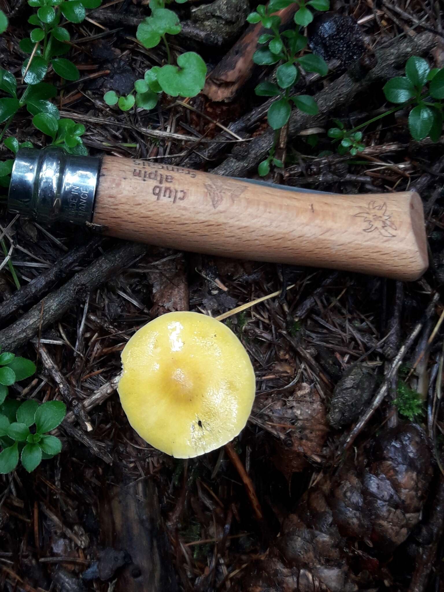 Image of Hygrophorus lucorum Kalchbr. 1874