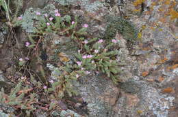 Image of Pseudosedum ferganense Boriss.