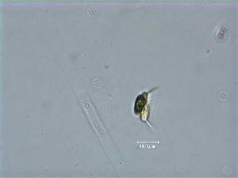 Scenedesmus quadricauda resmi