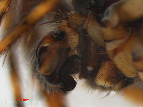 Image of <i>Gibbaranea gibbosa</i> (Walckenaer 1802)
