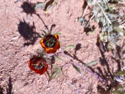 Image of Gorteria diffusa subsp. calendulacea (DC.) Roessler