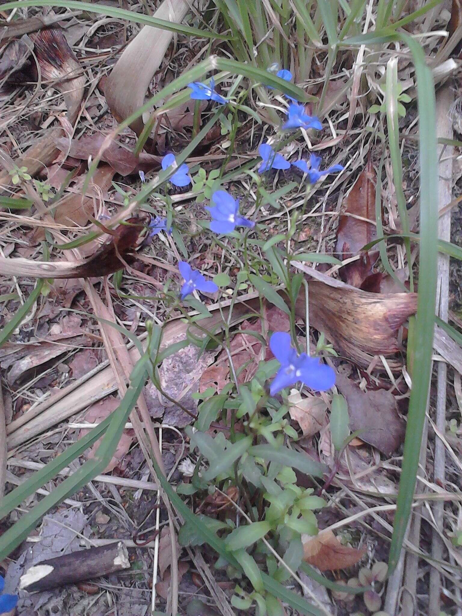 Image of edging lobelia