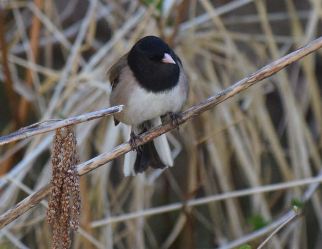 Image of juncos