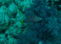 Image of Dotted Wrasse