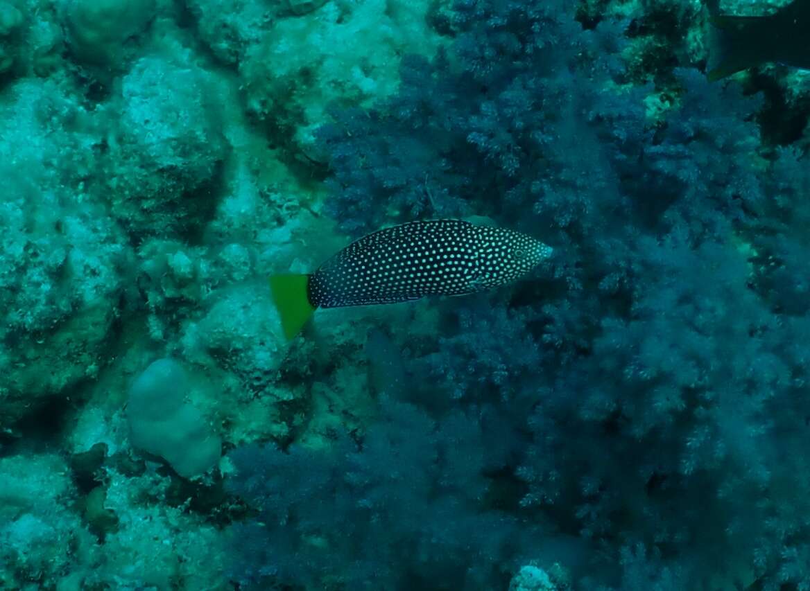 Image of Dotted Wrasse