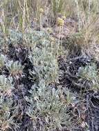 Image of rock tansy