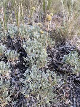 Image of rock tansy