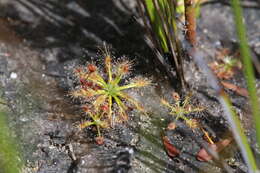 Image of Drosera dichrosepala subsp. enodes (N. Marchant & Lowrie) Schlauer