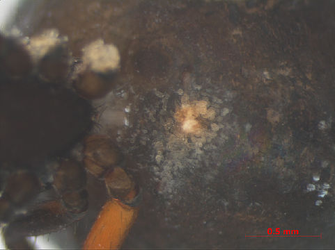 539.nlara rmnh ara 12493 ven 1325783582 jpg.580x360